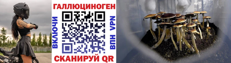 Псилоцибиновые грибы Psilocybe Нытва